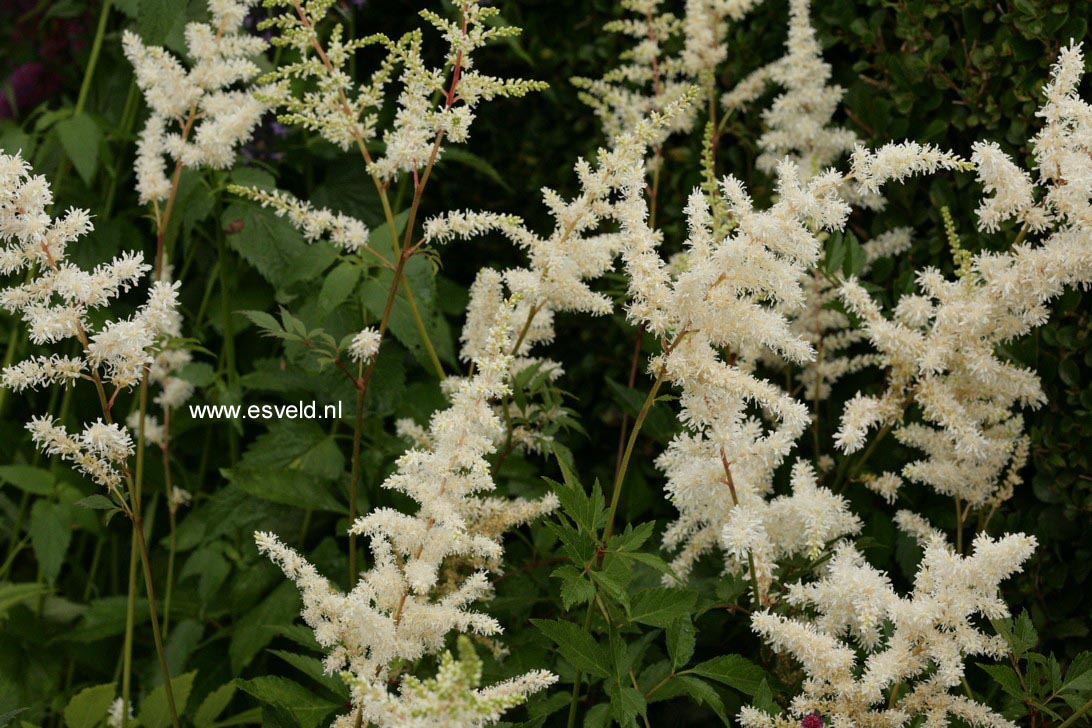 Plantentuin Esveld