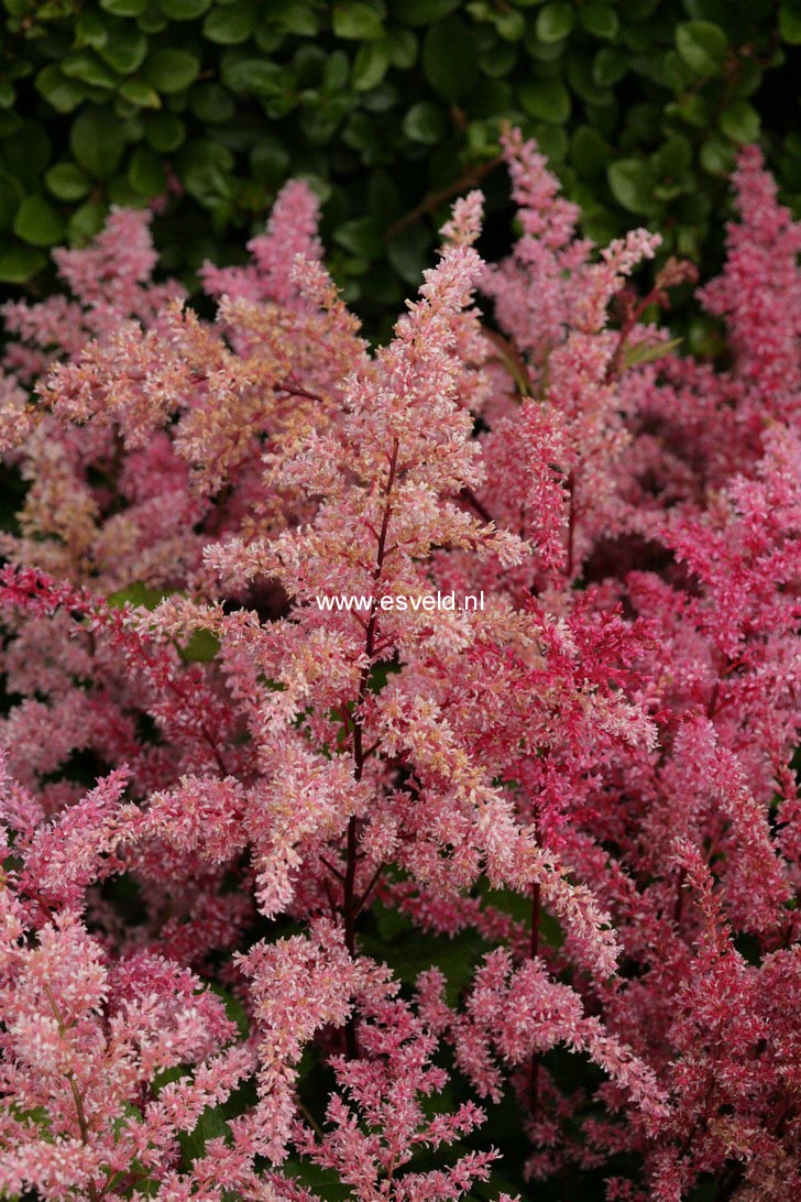 Astilbe simplicifolia 'Bronce Elegans'