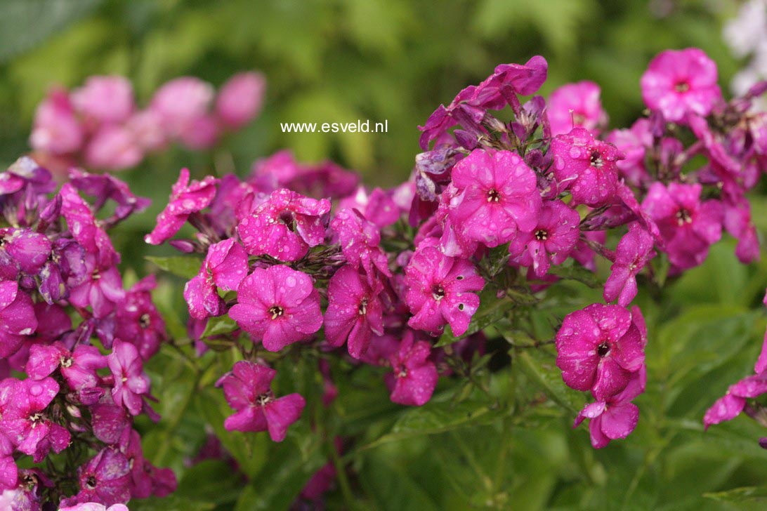 Phlox 'The King' (Paniculata Group)