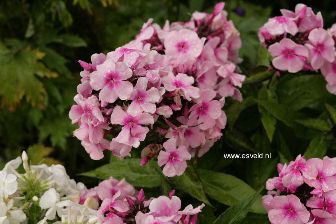 Phlox 'Bright Eyes' (Paniculata Group)