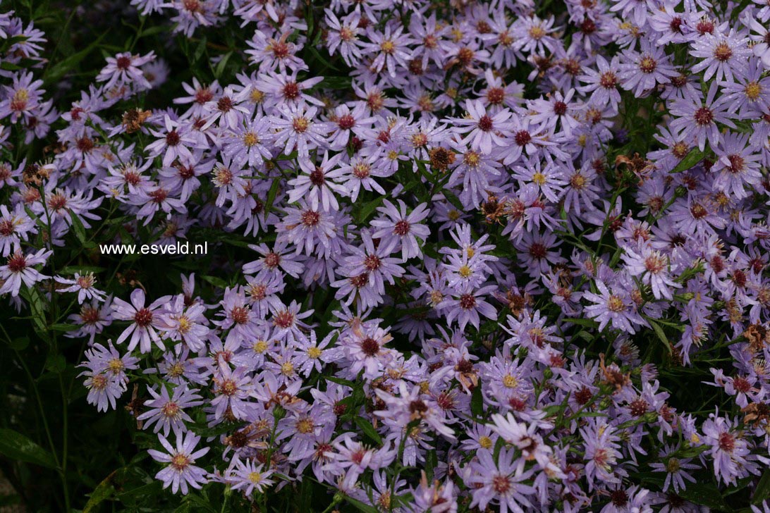 Aster 'Little Carlow'