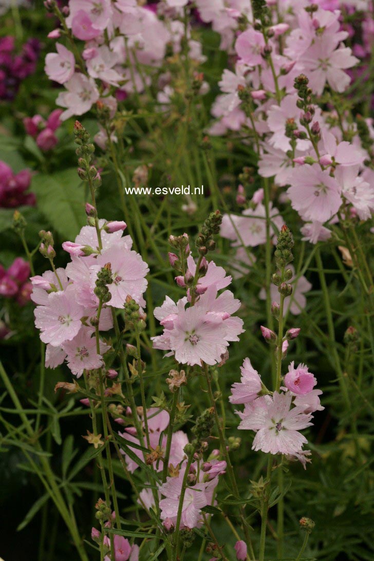 Sidalcea 'Elsie Heugh'