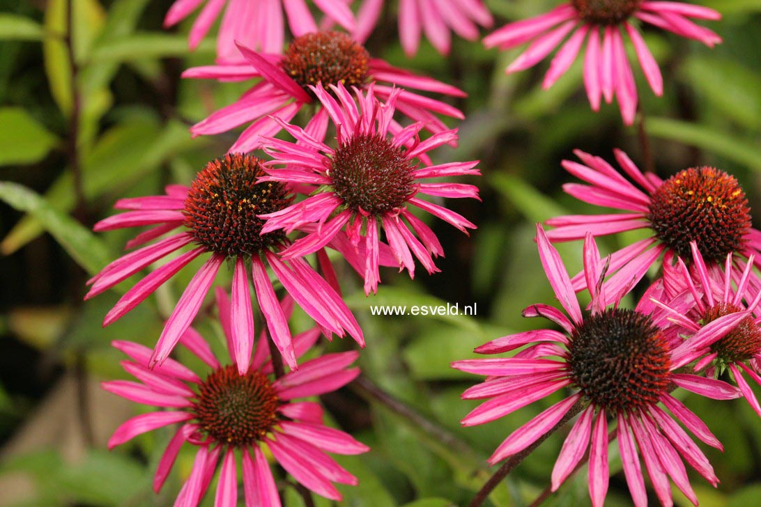 Echinacea purpurea 'Pica Bella'