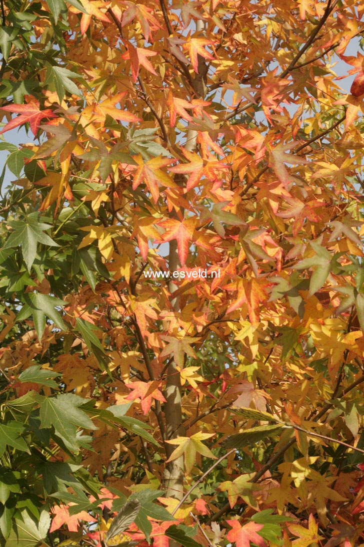 Liquidambar styraciflua 'Worplesdon'