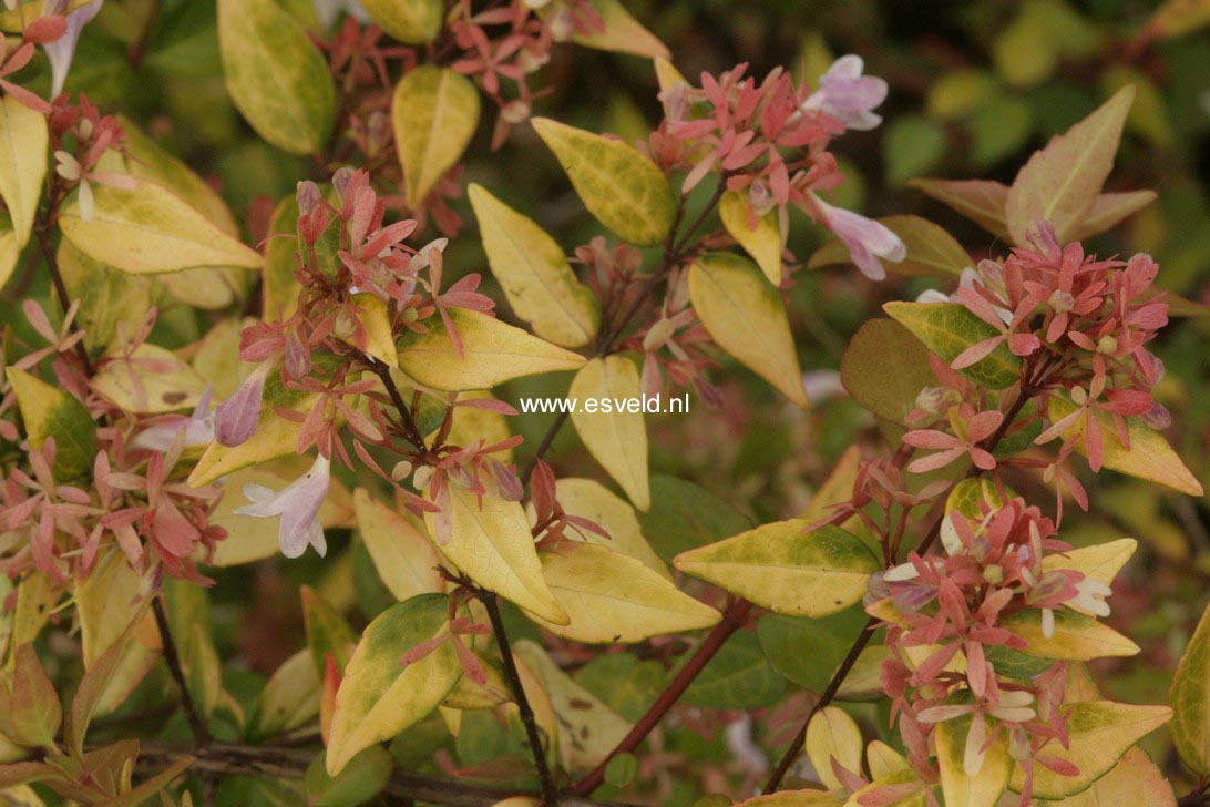 Abelia grandiflora 'Francis Mason'