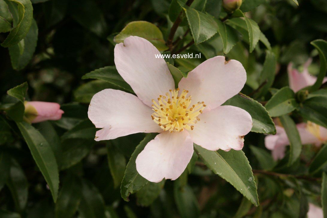 Camellia sasanqua 'Maiden Blush'