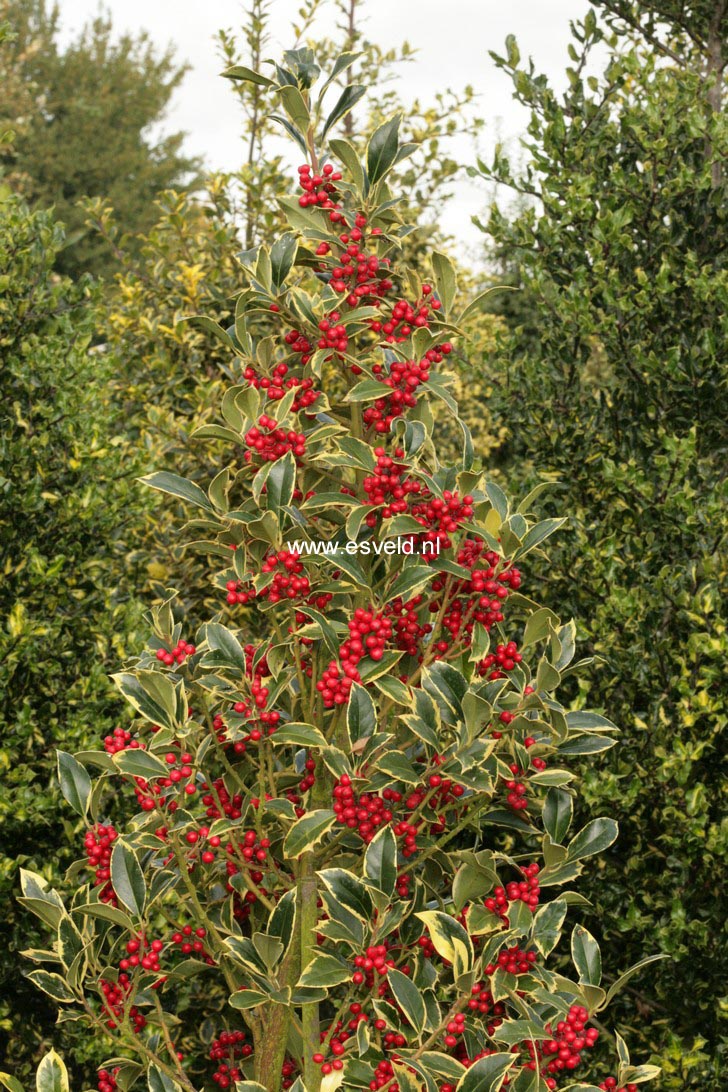 Ilex aquifolium 'Pyramidalis Aureomarginata'