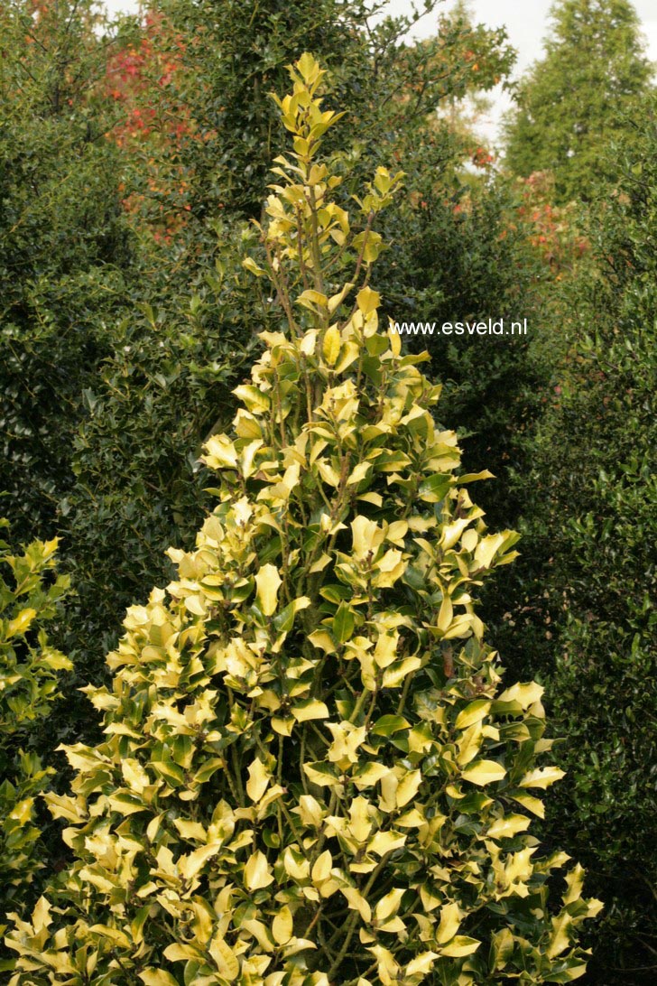 Ilex aquifolium 'Canadian Gold'