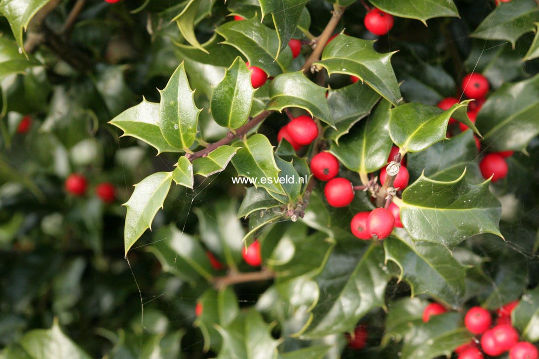 Ilex aquipernyi 'Meschick' (DRAGON LADY)