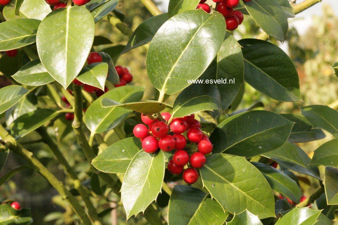 Ilex altaclerensis 'Balearica'