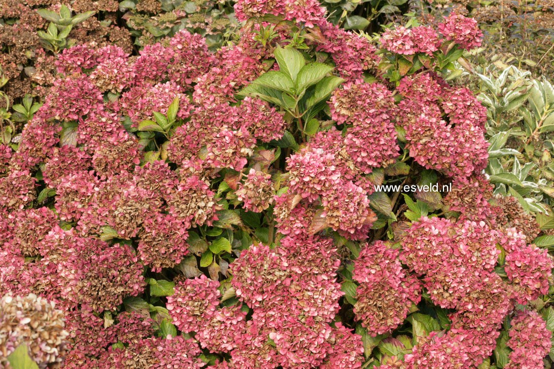 Hydrangea macrophylla 'Alpengluehn'