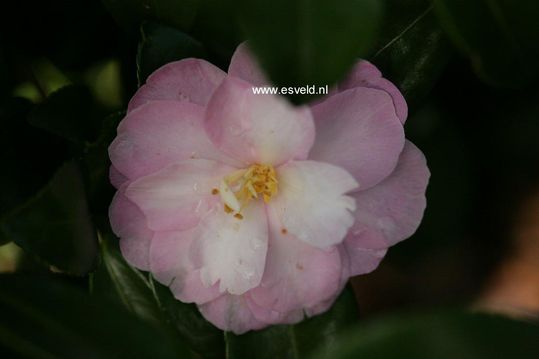 Camellia 'Ashton's Ballet'