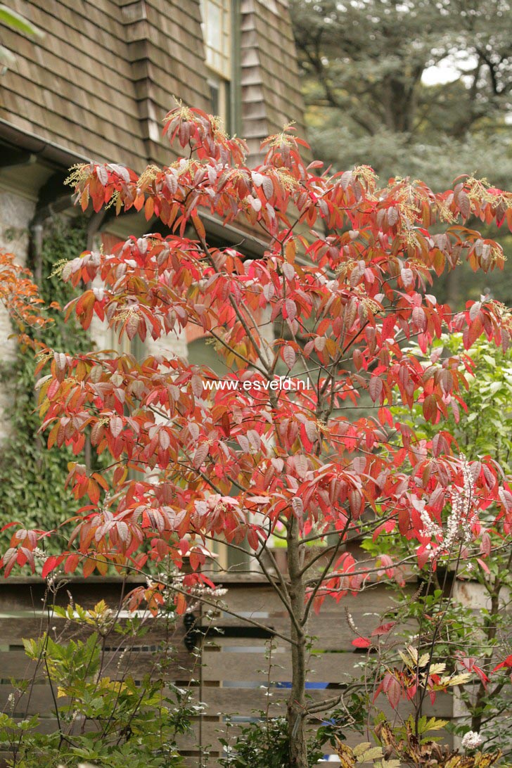 Oxydendrum arboreum