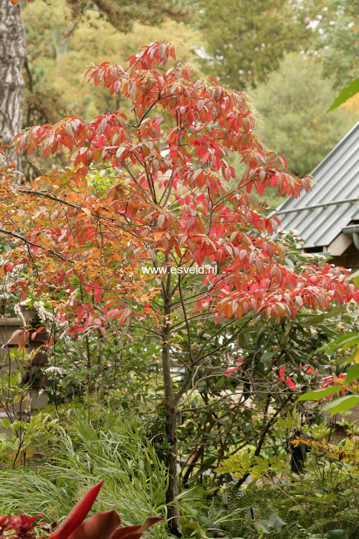 Oxydendrum arboreum