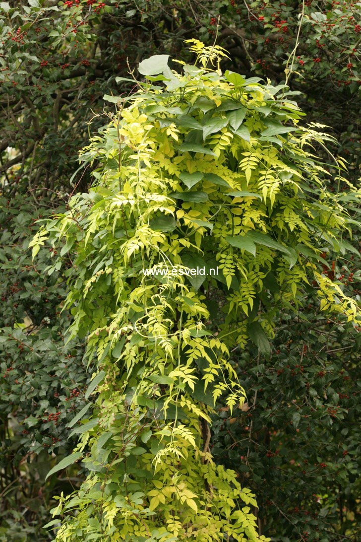 Jasminum officinale 'Fiona Sunrise'