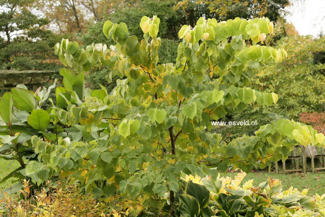 Cercis canadensis 'Rising Sun'