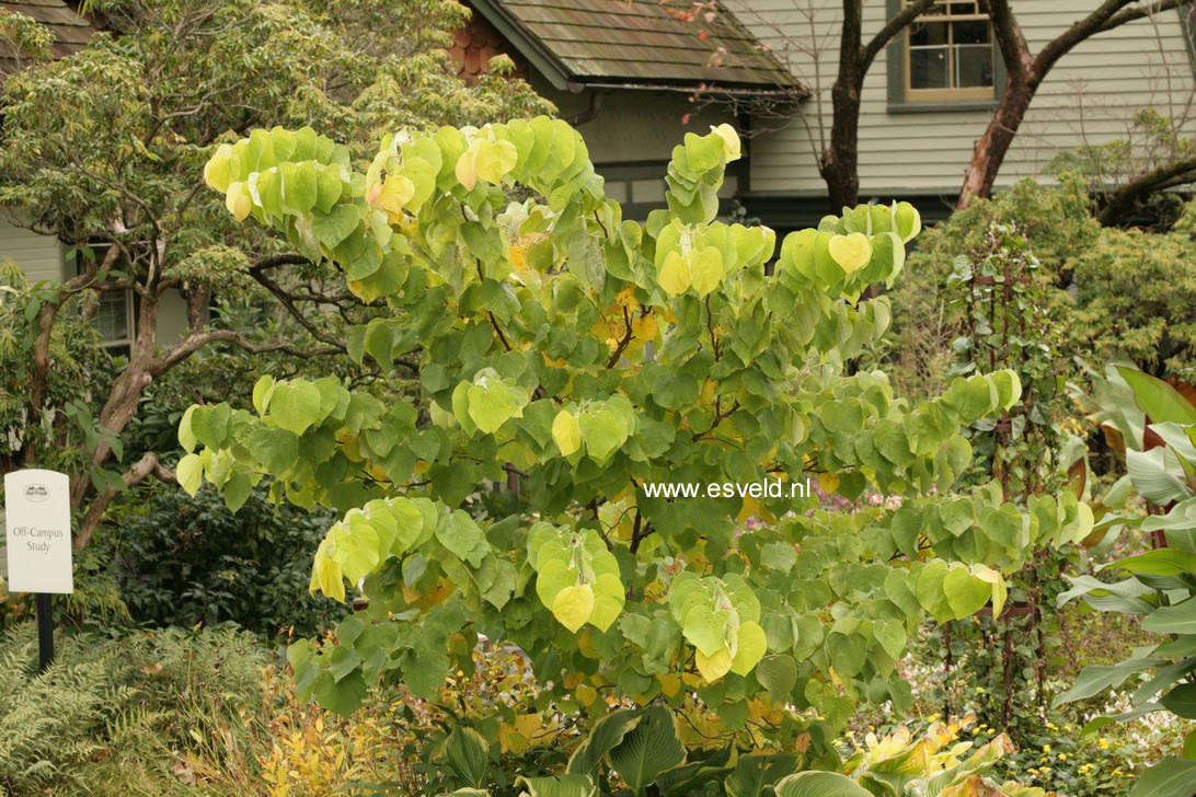 Cercis canadensis 'Rising Sun'