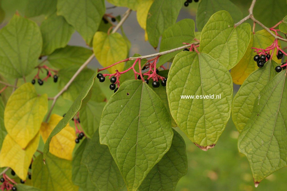 Alangium chinense