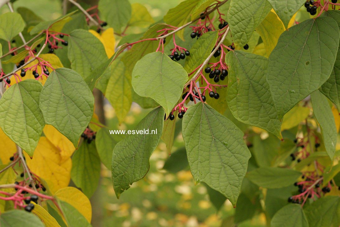 Alangium chinense