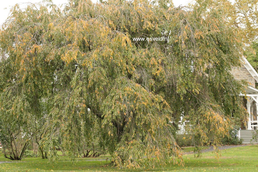 Prunus pendula