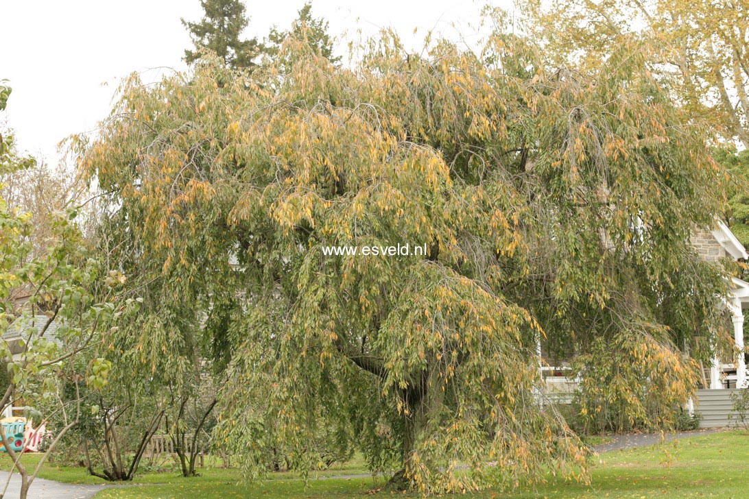 Prunus pendula