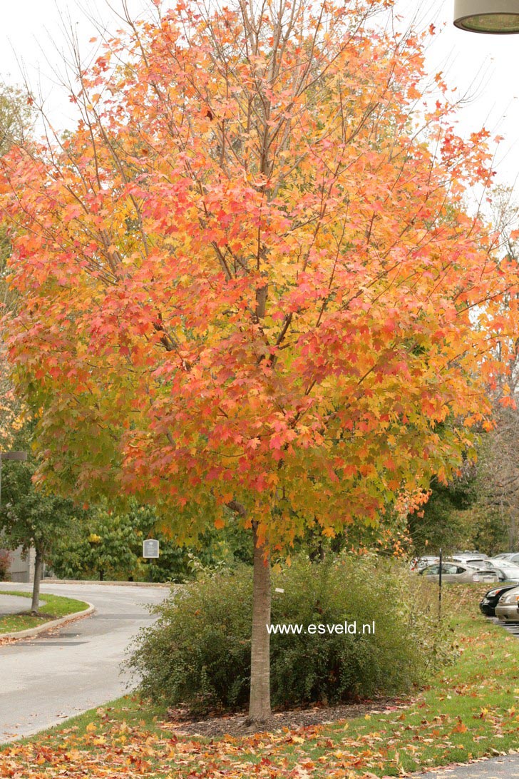 Acer saccharum