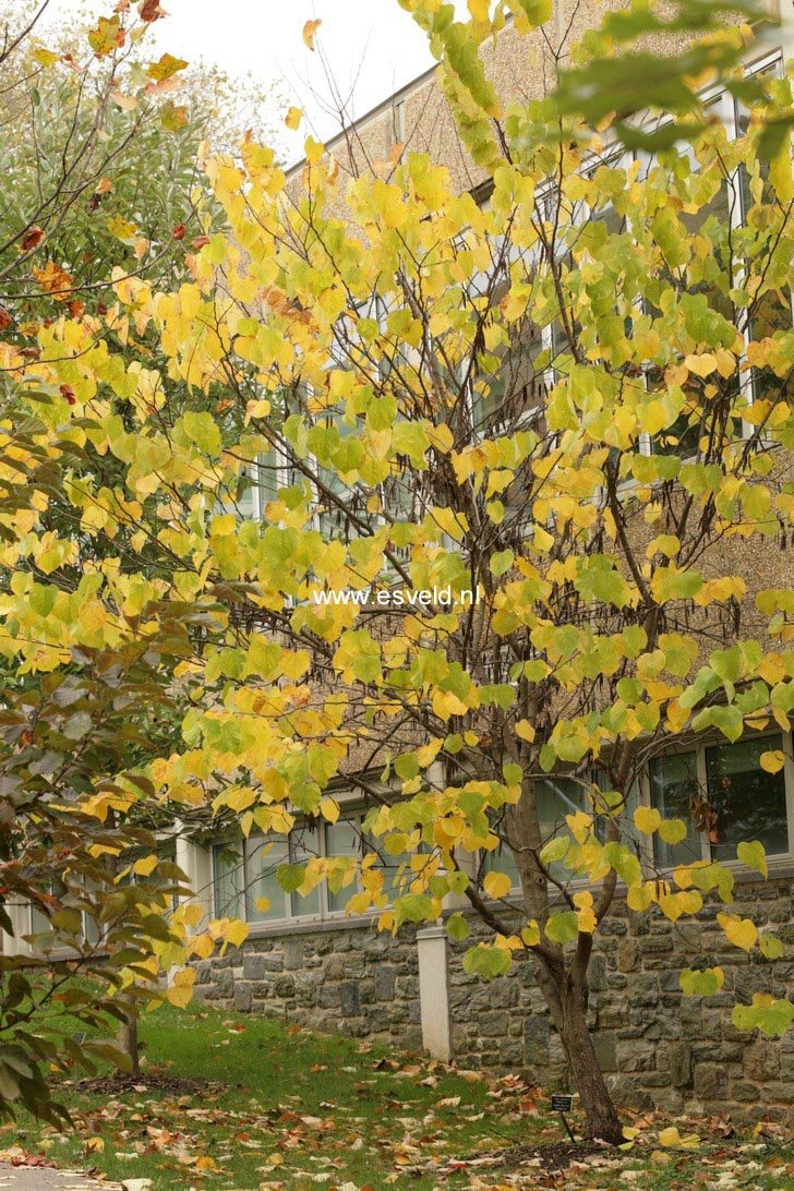 Cercis canadensis 'Pauline Lily'