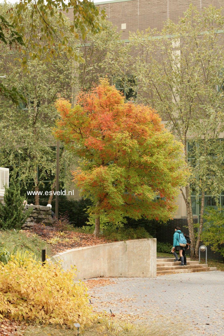 Acer triflorum