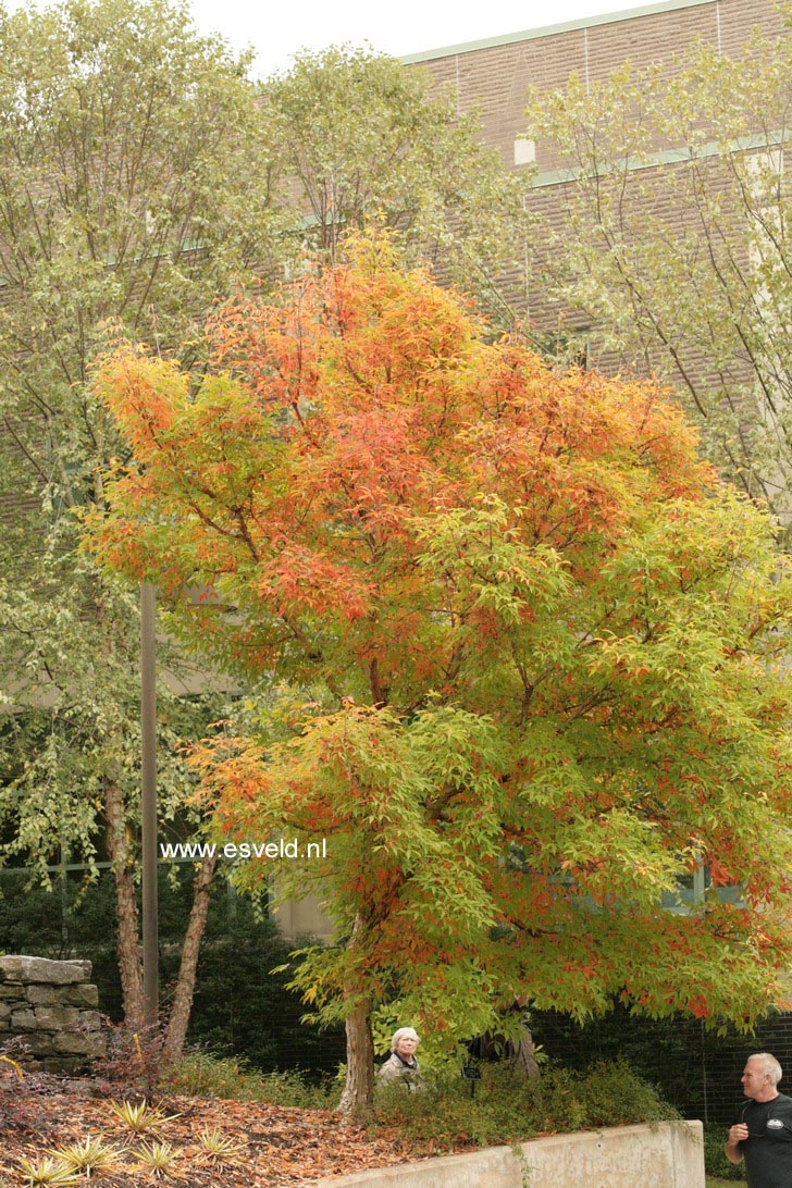 Acer triflorum