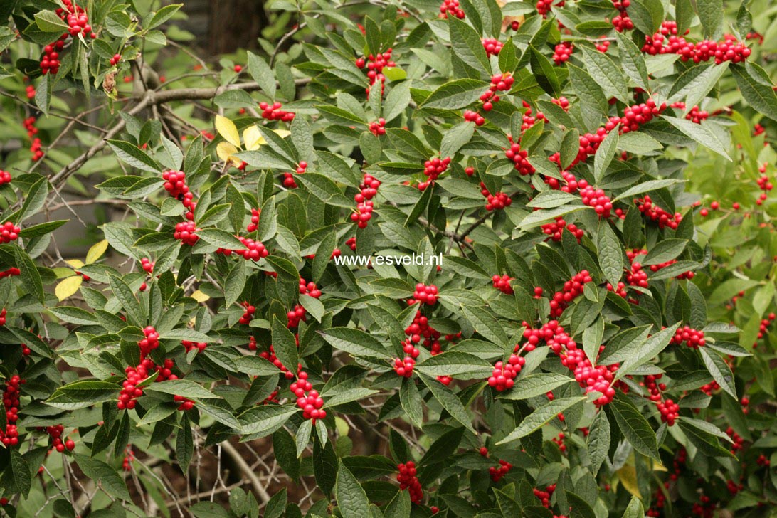 Ilex verticillata 'Winter Red'