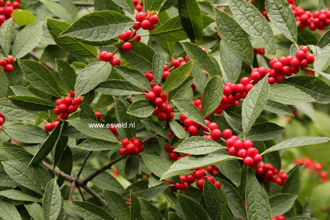 Ilex verticillata 'Winter Red'