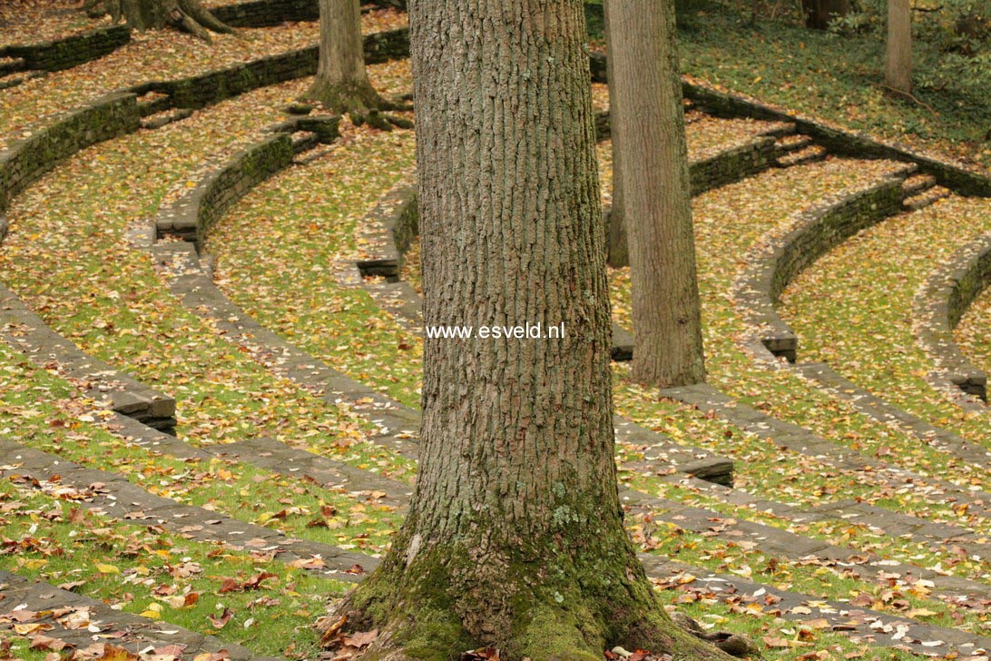 Liriodendron tulipifera