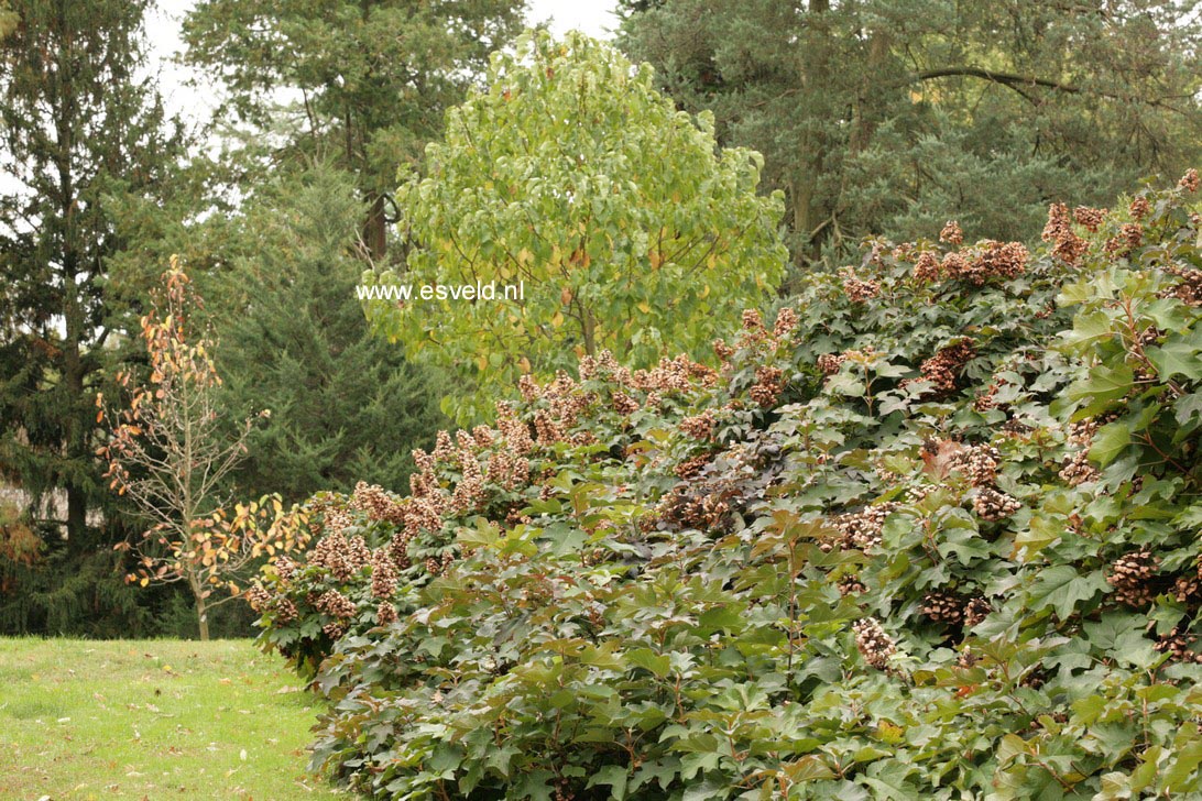 Hydrangea quercifolia