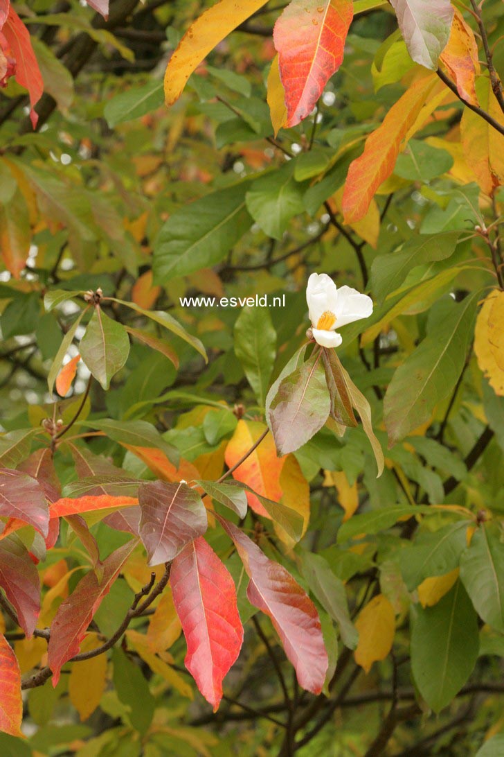 Franklinia alatamaha