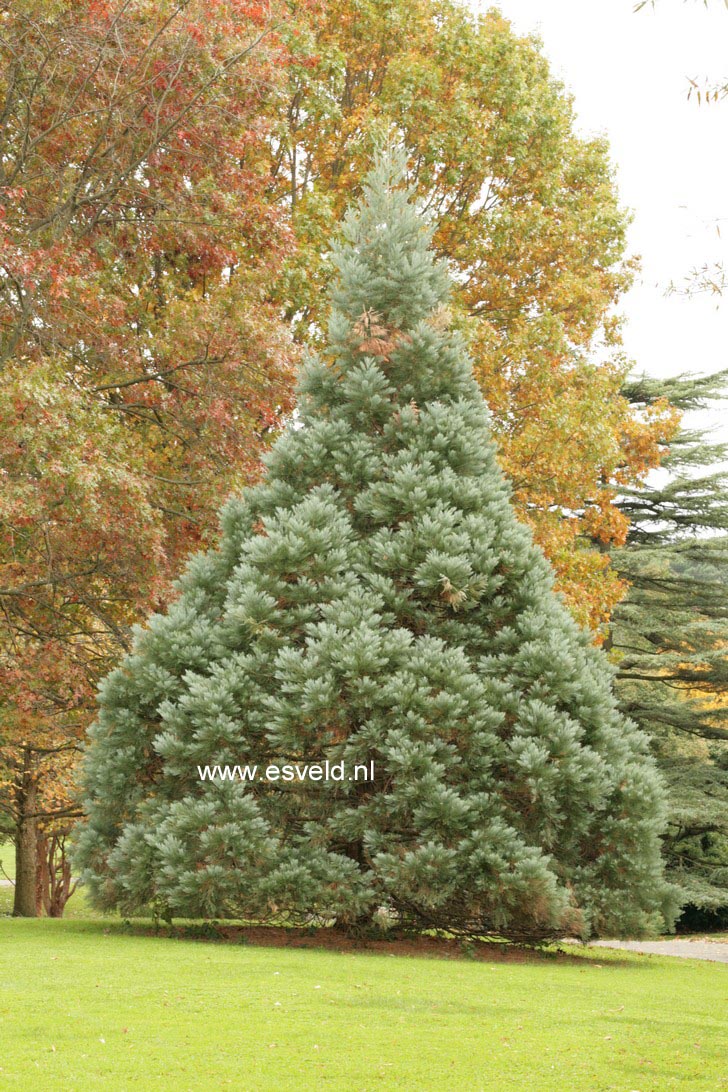 Sequoiadendron giganteum 'Glaucum'