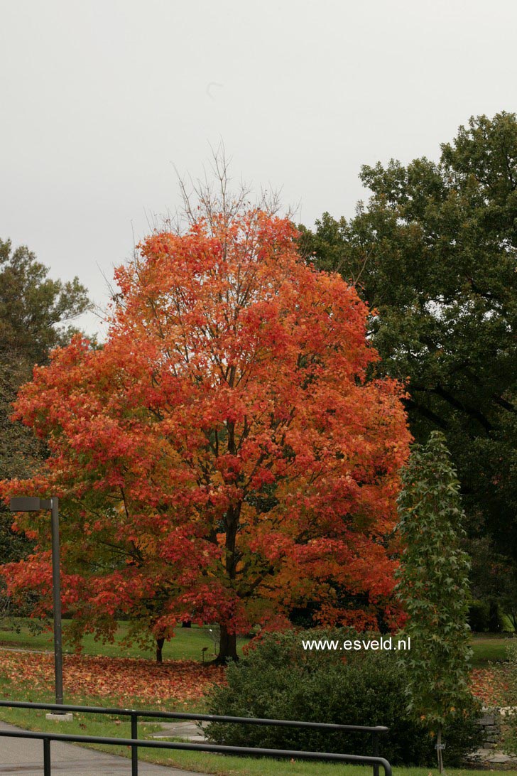 Acer saccharum 'Green Mountain'