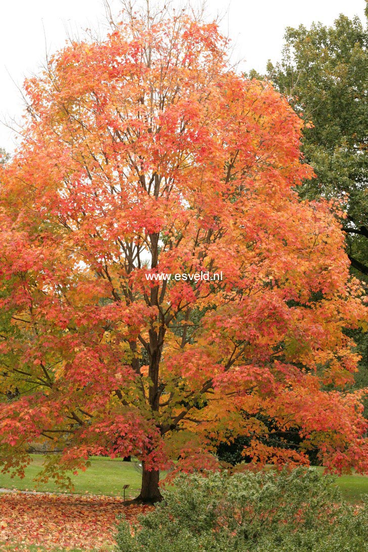 Acer saccharum 'Green Mountain'