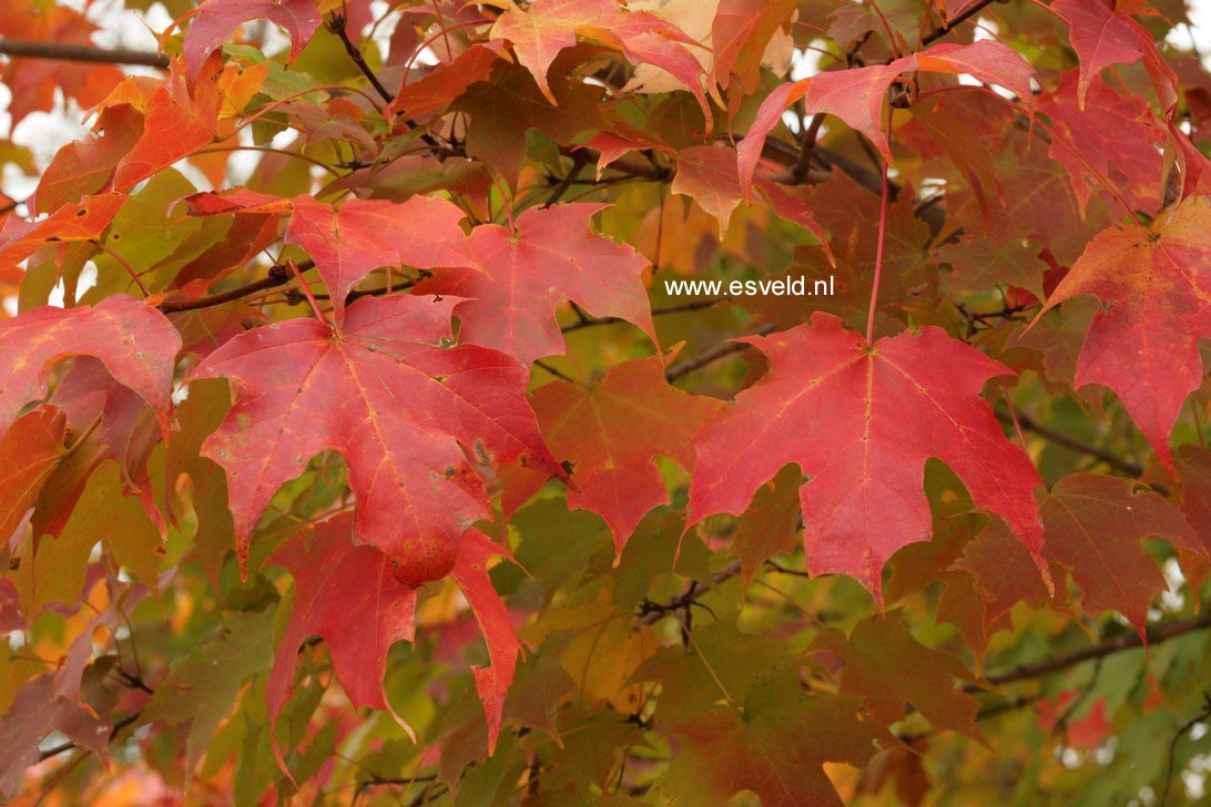 Acer saccharum 'Green Mountain'