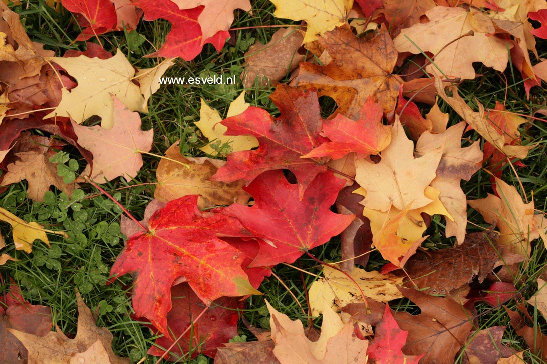 Acer saccharum 'Green Mountain'
