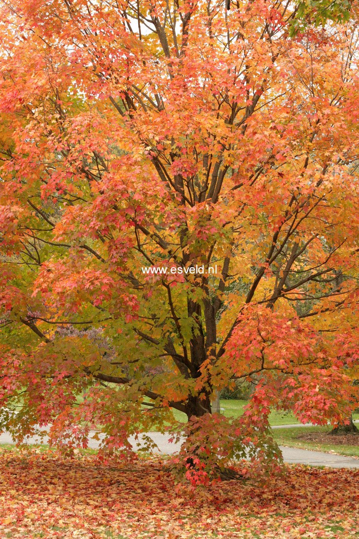 Acer saccharum 'Green Mountain'