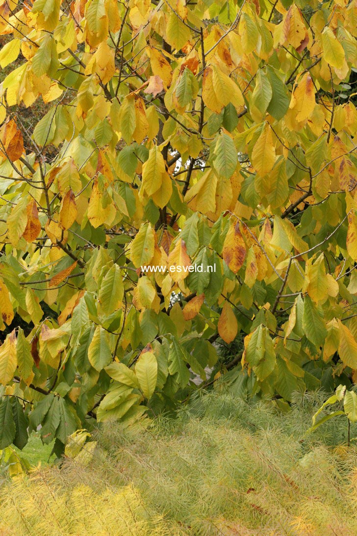 Asimina triloba