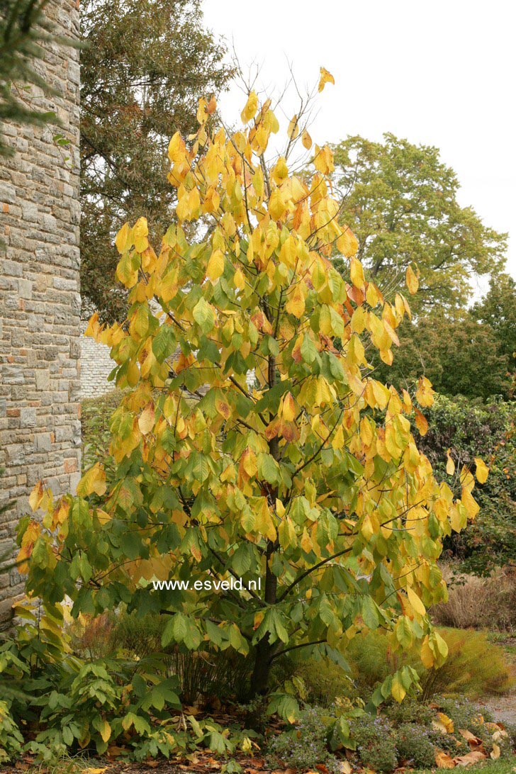 Asimina triloba