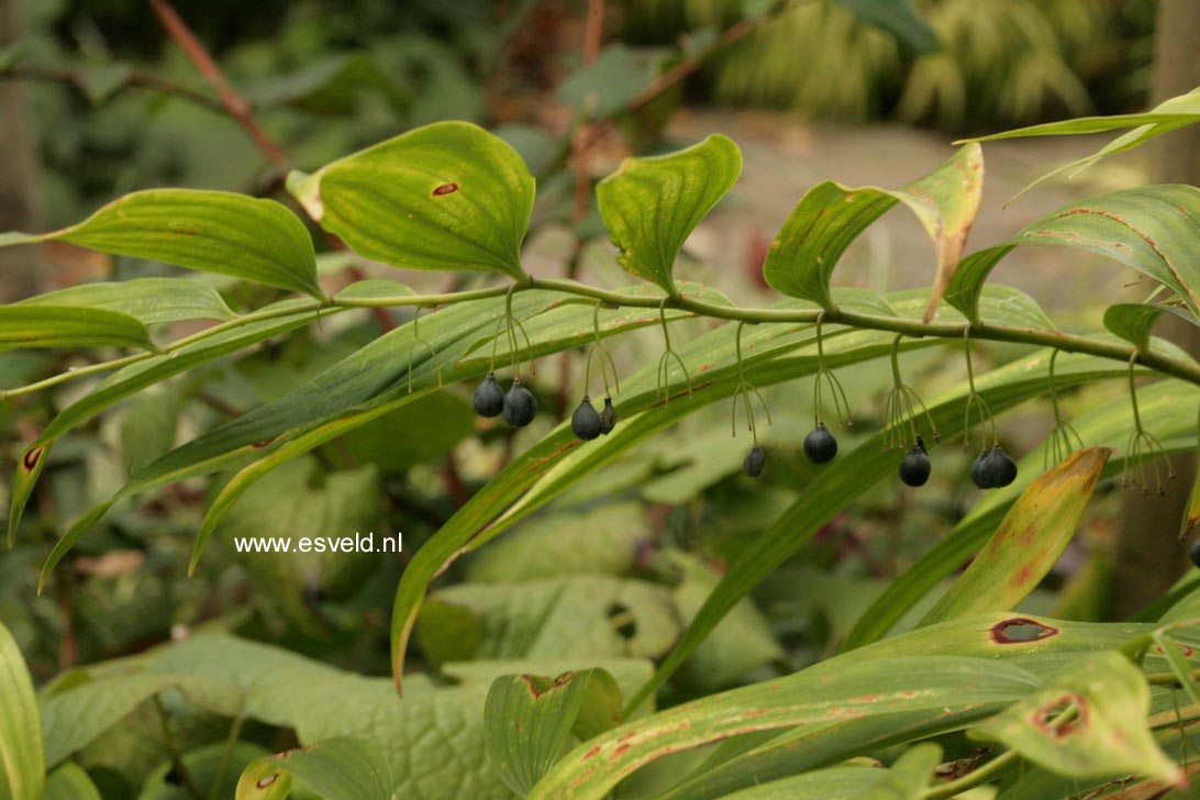 Polygonatum biflorum