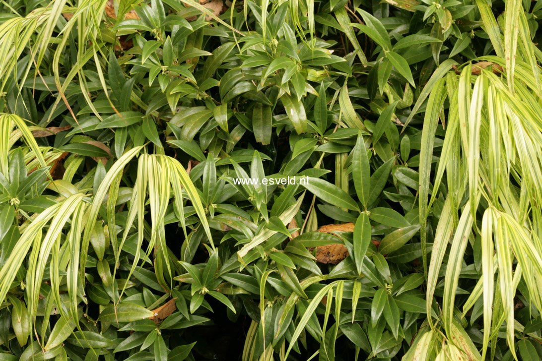 Sarcococca hookeriana humilis