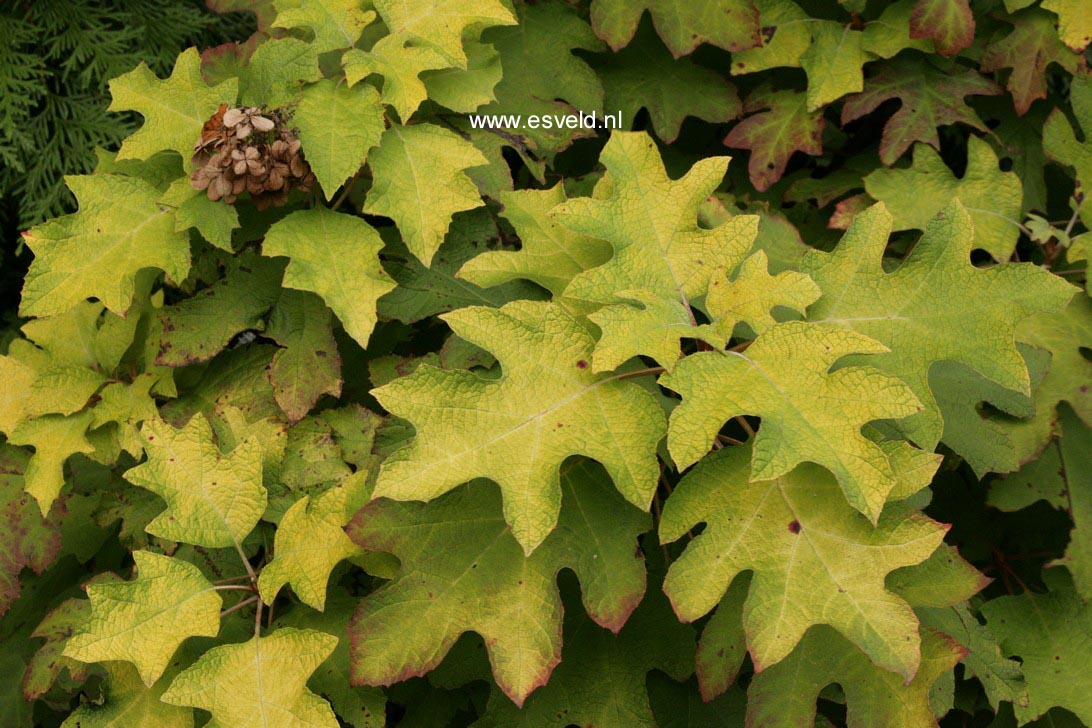 Hydrangea quercifolia 'Little Honey'