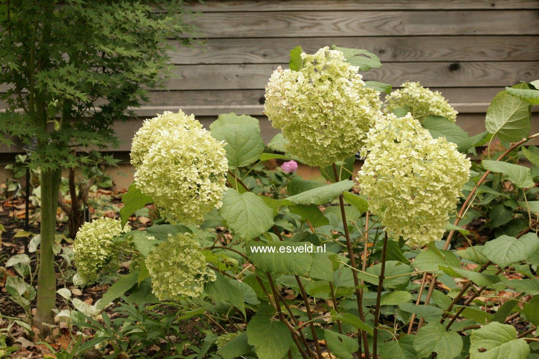 Hydrangea arborescens 'Abetwo' (INCREDIBALL) (STRONG ANNABELLE)