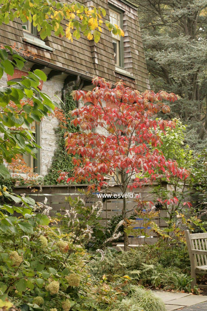 Oxydendrum arboreum