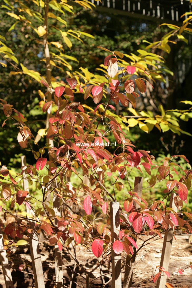 Viburnum nudum