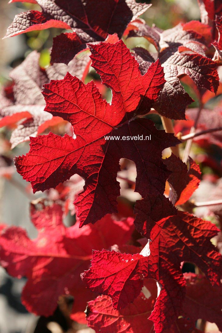 Hydrangea quercifolia 'Ruby Slippers'