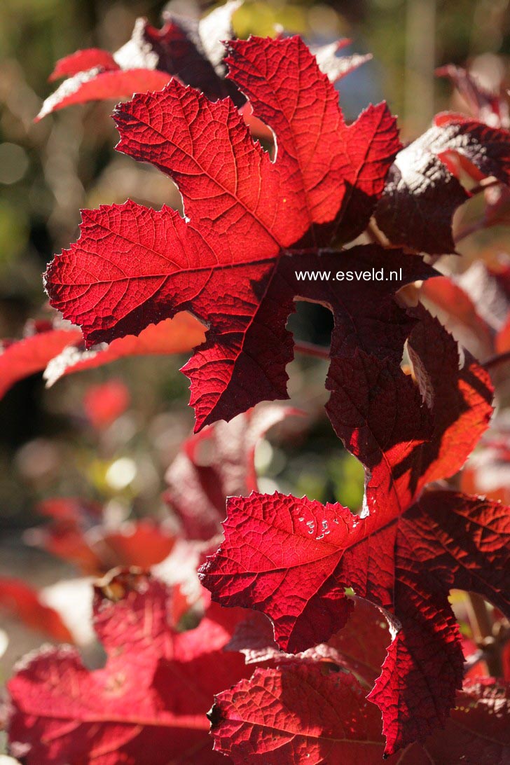 Hydrangea quercifolia 'Ruby Slippers'